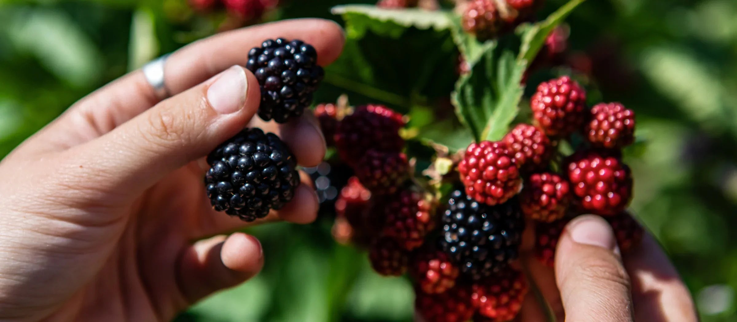 Wildbeere mit Sommerfeeling: Brombeer-Rezepte