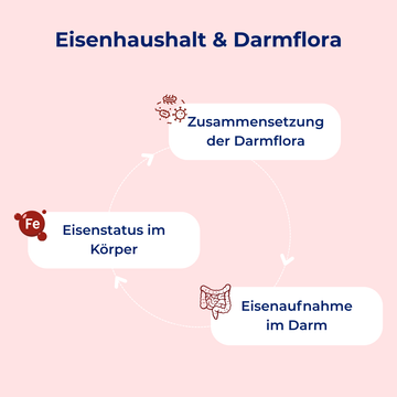 <div class="metafield-rich_text_field"><h3>Dein Eisenstatus beeinflusst deine Darmflora – und umgekehrt!</h3></div>